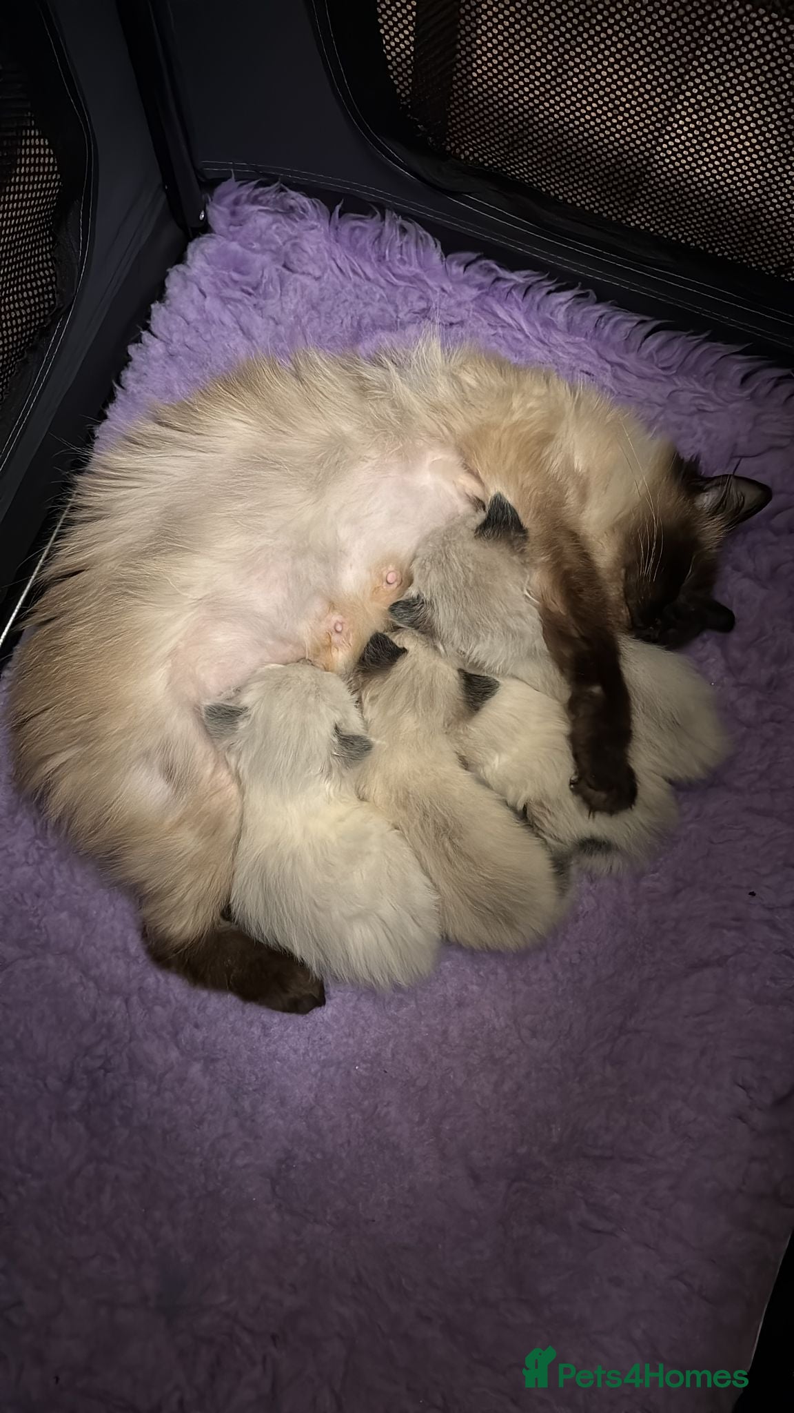 Ragdoll cats for sale: 4 male Ragdoll kittens - Advert 1
