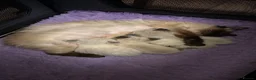 Ragdoll cats for sale: 4 male Ragdoll kittens - Advert 1