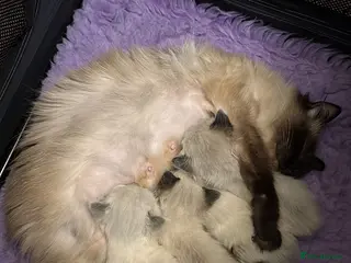 Ragdoll cats for sale: 4 male Ragdoll kittens - Advert 1