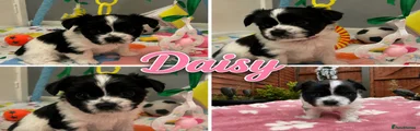 Daisy 