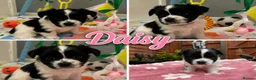 Maltipoo dogs for sale: 🐾💕 ADORABLE MALTIPOO  **   💕🐾 in Oldham - Advert 9