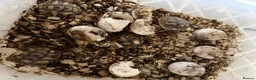 Hermann Tortoise reptiles for sale: Herman Tortoise 4 years (born 10/09/2022) - Advert 3