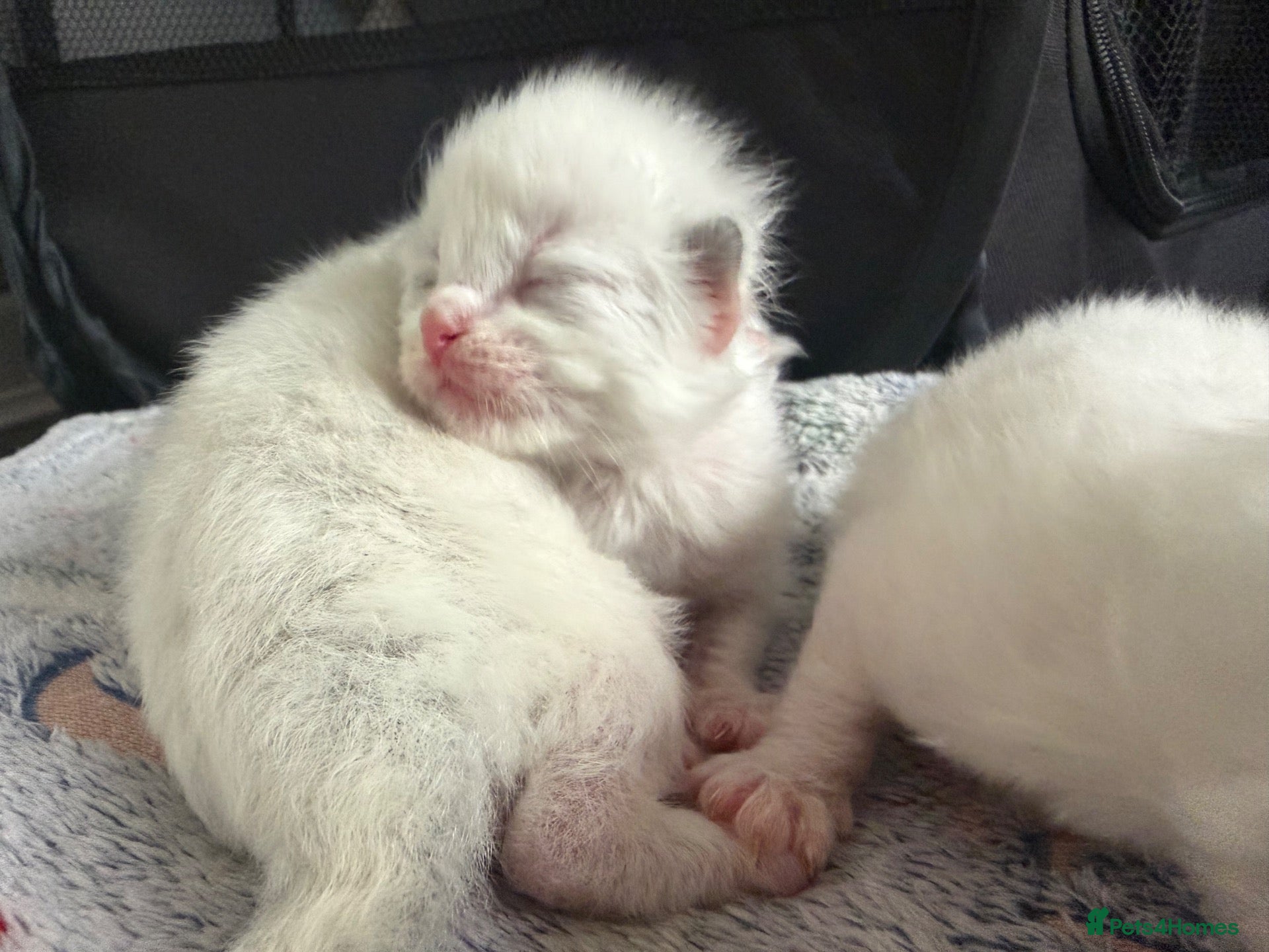 Ragdoll cats for sale: Beautiful pedigree ragdolls  - Advert 2