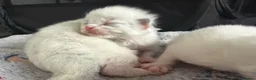Ragdoll cats for sale: Beautiful pedigree ragdolls  - Advert 2