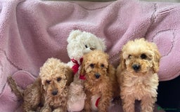 Cockapoo dogs for sale: Cockapoo puppies - Image 13