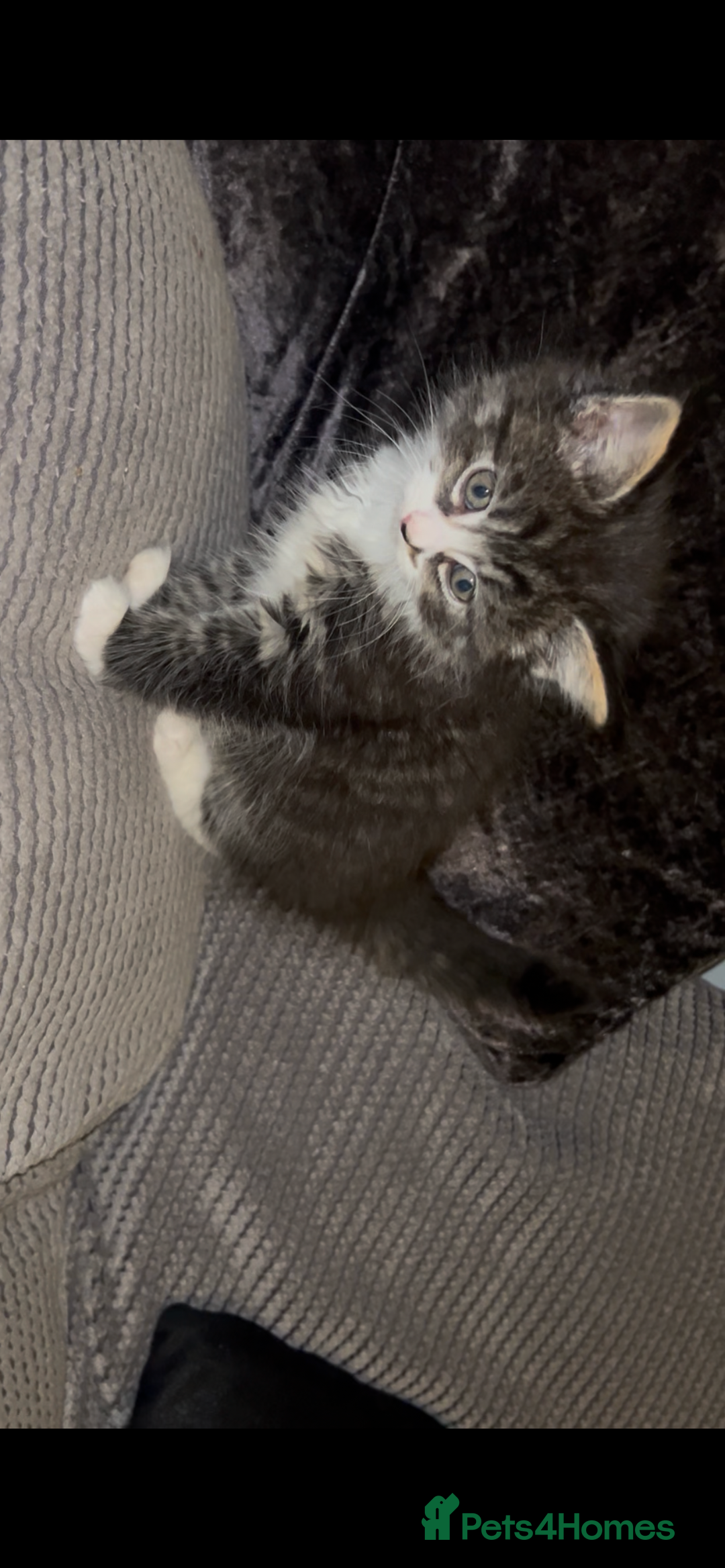 Mixed Breed cats for sale: Ragdoll x maincoon  - Advert 6