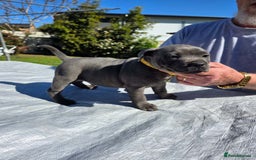 Staffordshire Bull Terrier dogs for sale: Blue staffy pups  - Image 2