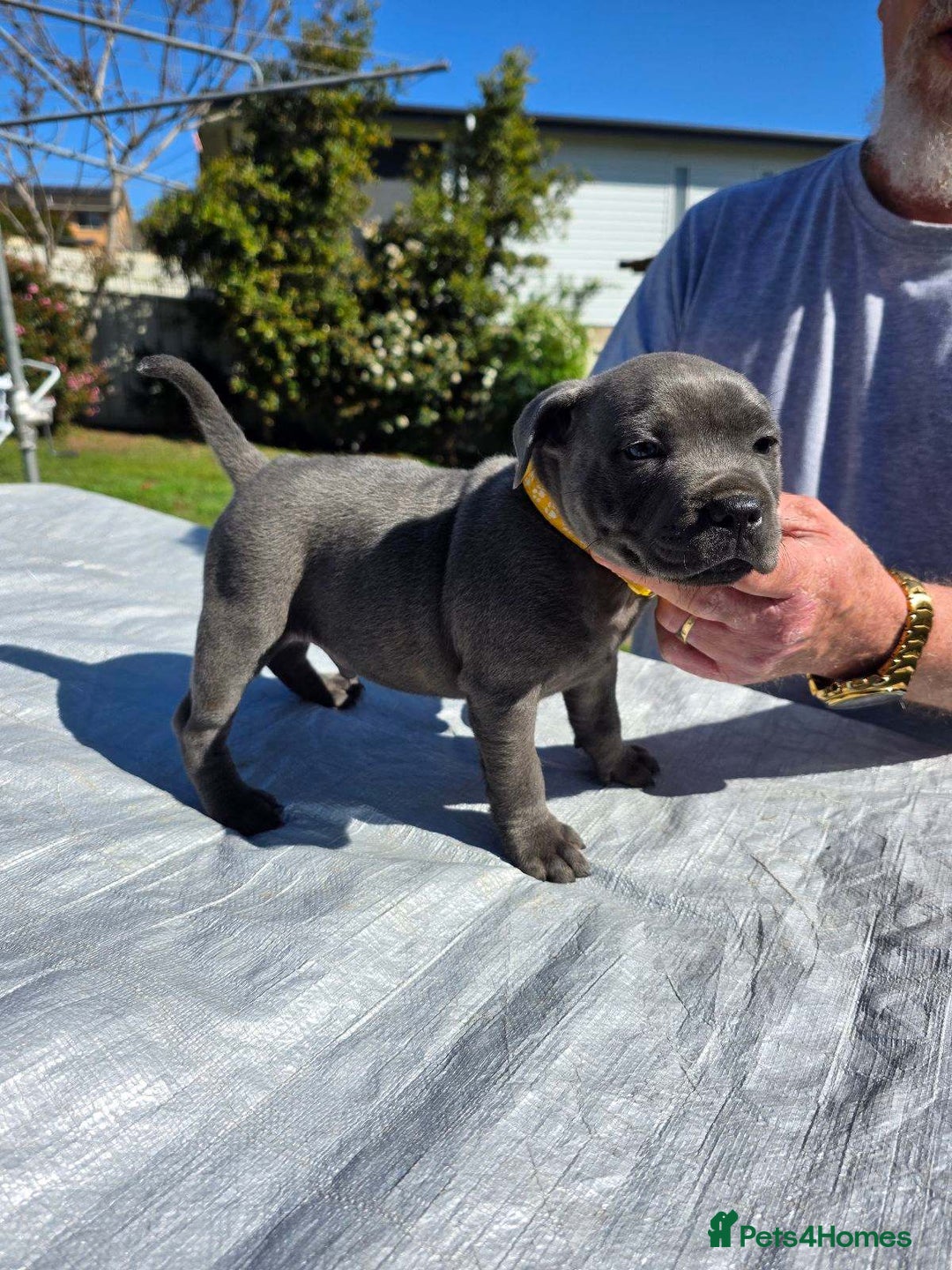 Staffordshire Bull Terrier dogs for sale: Blue staffy pups  - Image 2