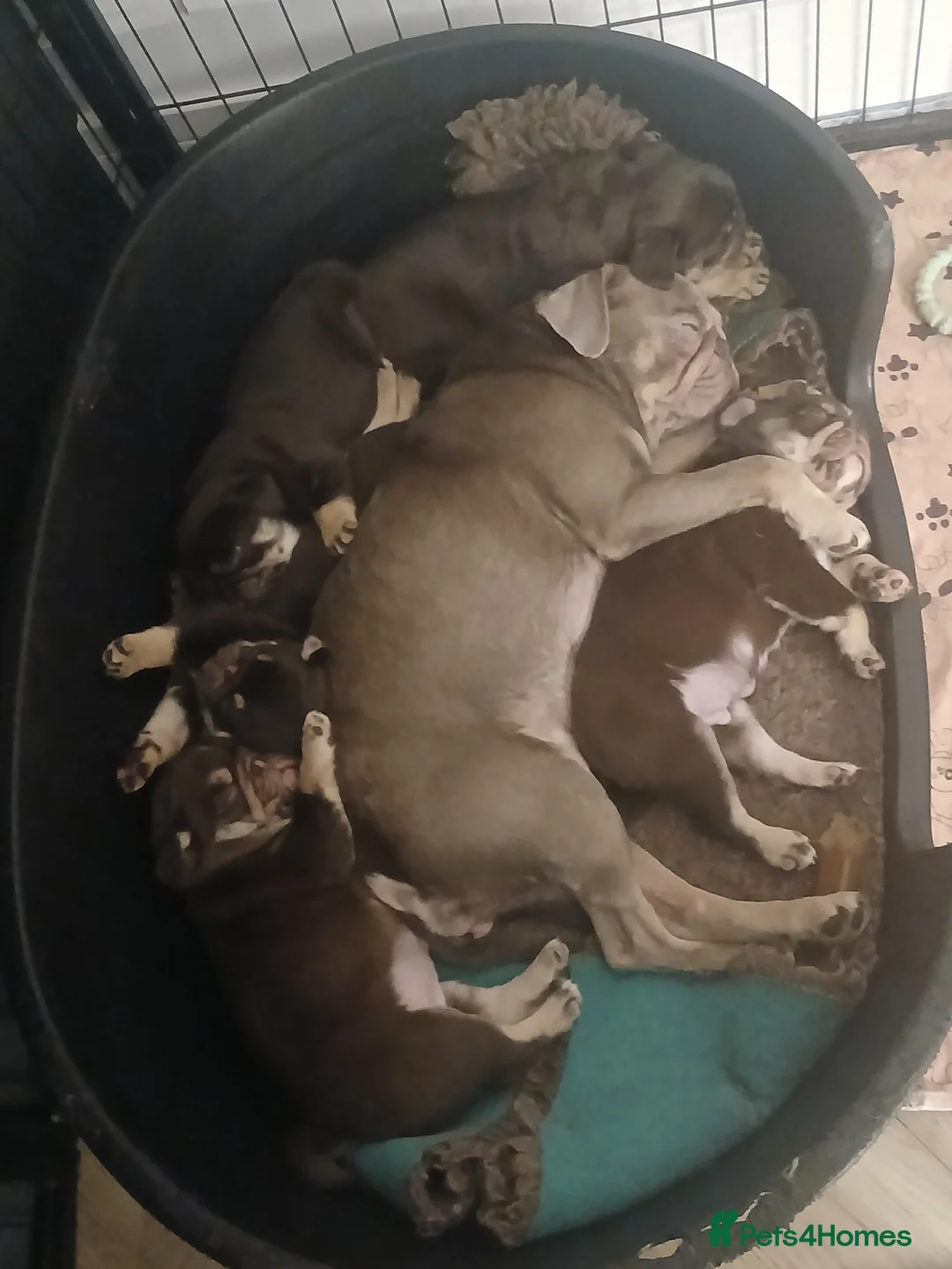 Pug dogs for sale: Chocolate kc registered pug puppies - Advert 4