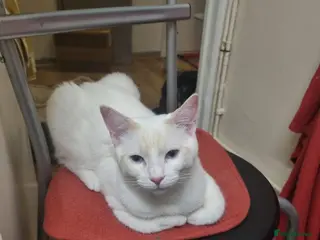 Siamese cats Flame point siamese - Advert 1