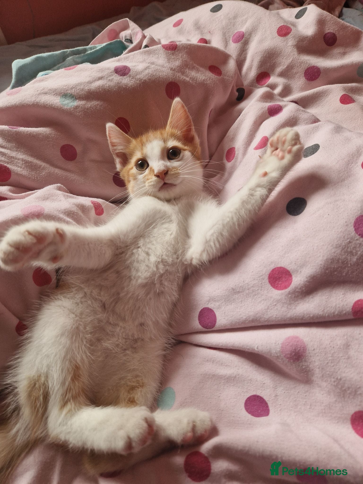 Mixed Breed cats ⭐️Siberian cross ⭐️ - Advert 9
