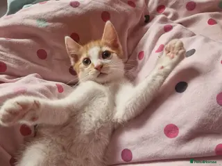 Mixed Breed cats ⭐️Siberian cross ⭐️ - Advert 9
