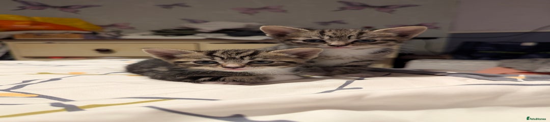 Mixed Breed Kitten 4