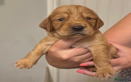 Sprocker dogs for sale: Sprockers - Image 10