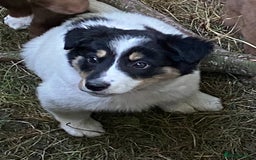 Border Collie dogs for sale: *7 Adorable Border collie pups* - Image 20