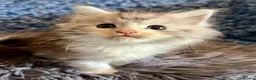 Maine Coon cats for sale: Pure Maine Coon Kittens - Advert 18