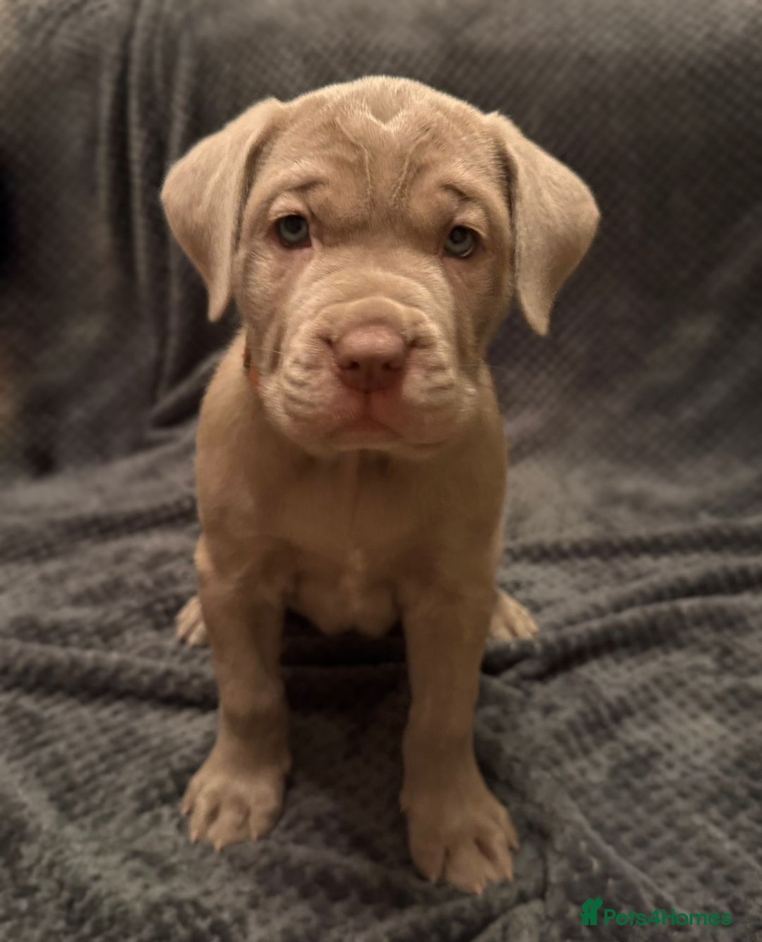 Mastiff dogs for sale: Neapolitan x Cane Corso Mix - Advert 29