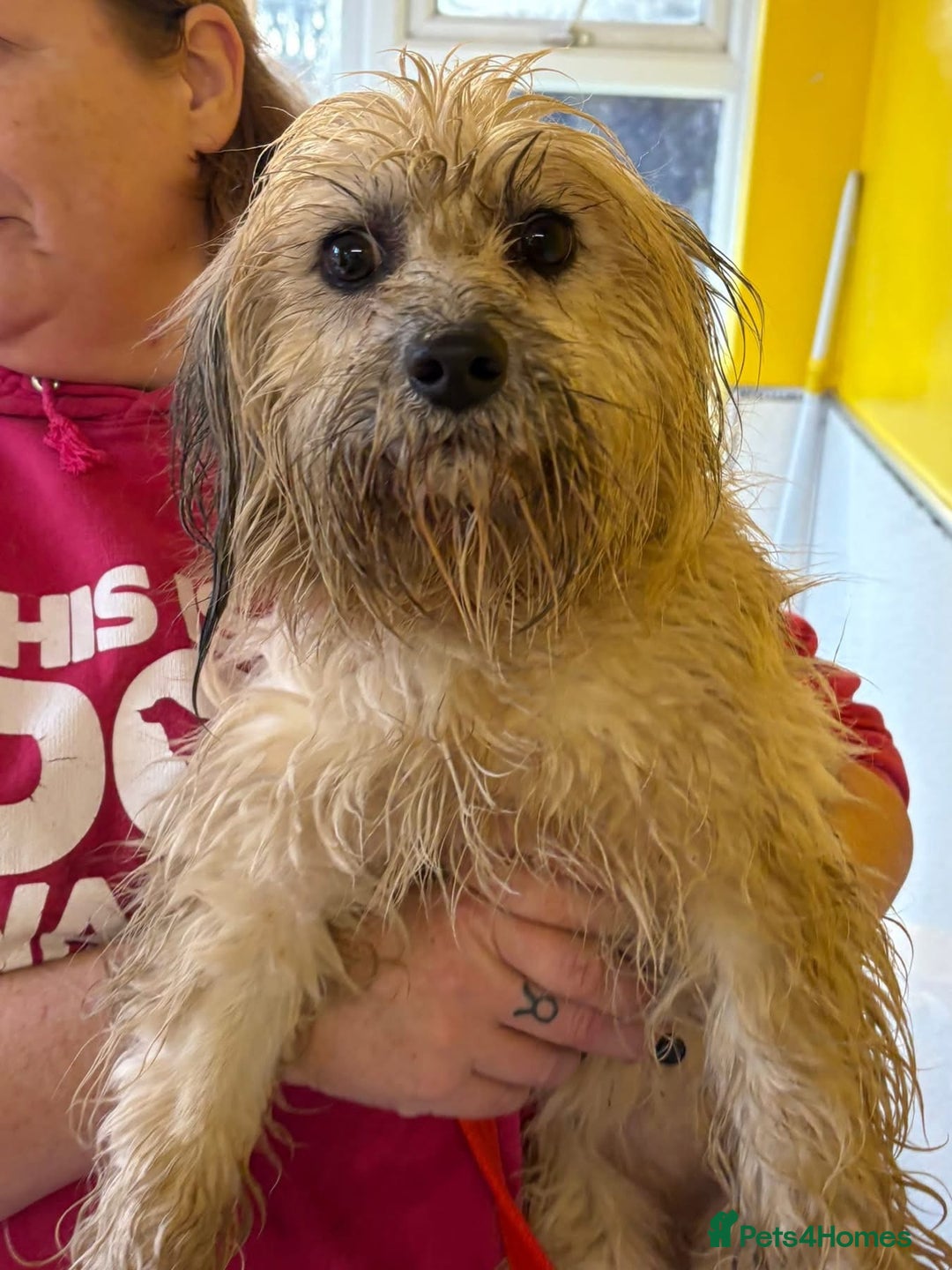 Mixed Breed dogs for adoption: Alison - Norwich Norfolk  - Advert 3