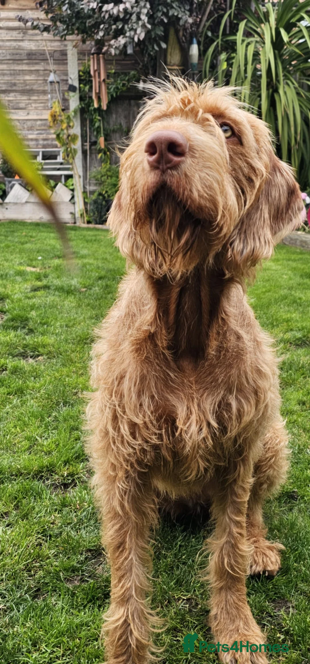 Hungarian Vizsla dogs for sale: Wirehaired vizsla puppies  - Advert 26