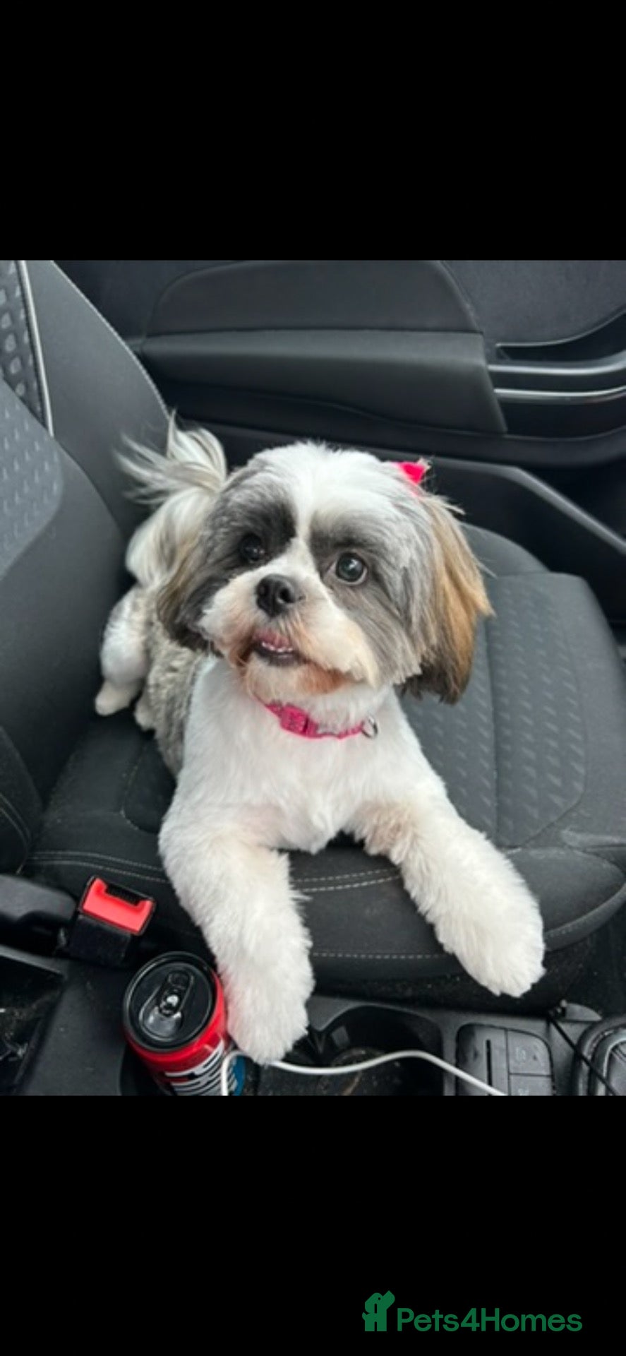 Shih Tzu dogs for sale: Shih Tzu puppies for sale - Advert 3