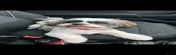Shih Tzu dogs for sale: Shih Tzu puppies for sale - Advert 1