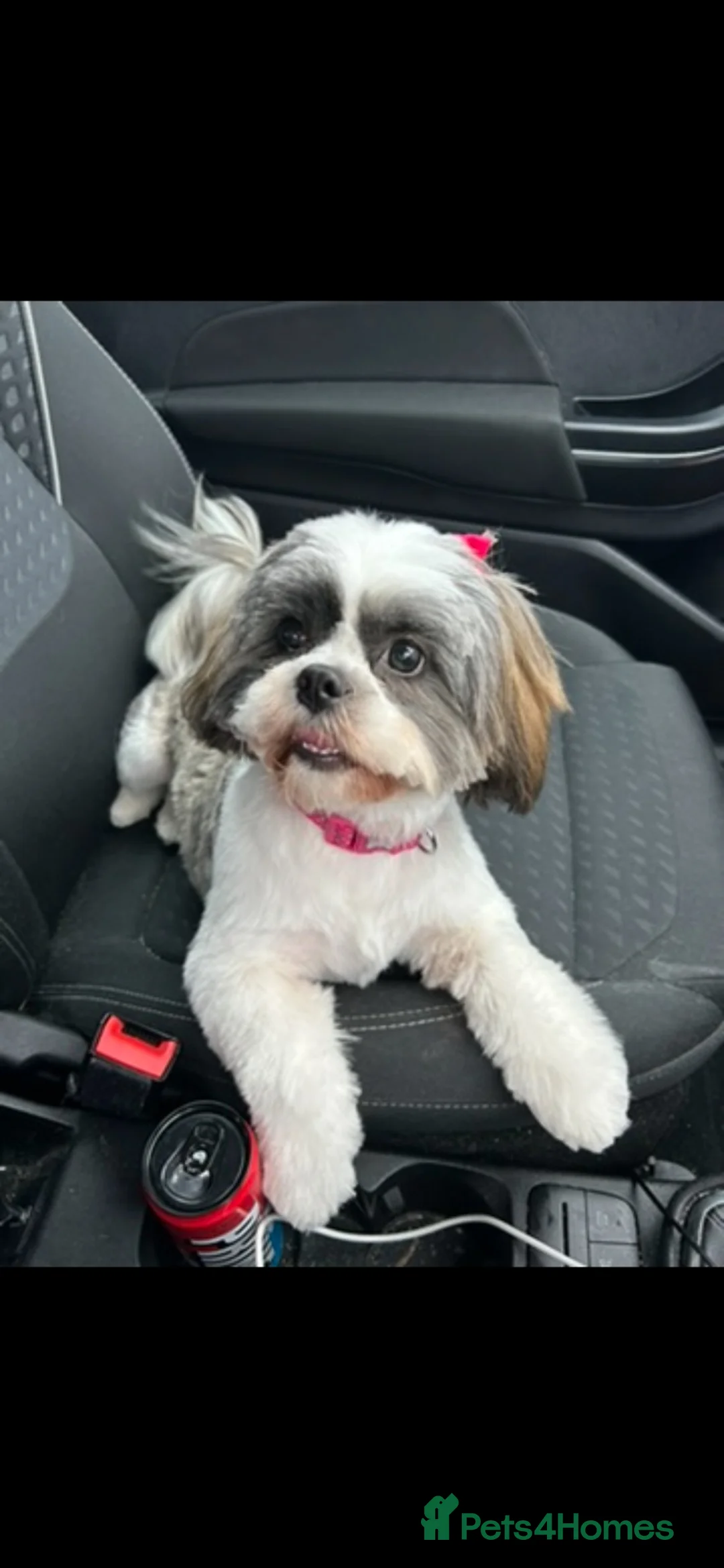 Shih Tzu dogs for sale: Shih Tzu puppies for sale - Advert 1