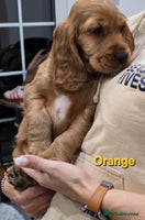 Cocker Spaniel dogs - Advert 11