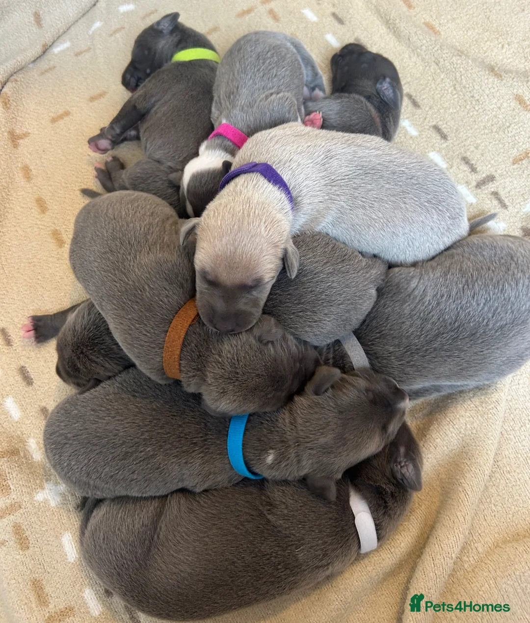Whippet dogs for sale: Stunning blue and white whippet puppies  - Advert 2
