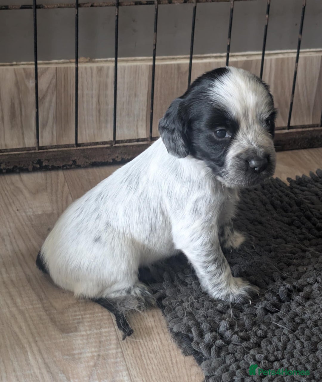 Cocker Spaniel dogs for sale: 2 x BOYS - KC Reg Working Cocker Spaniels - Image 26