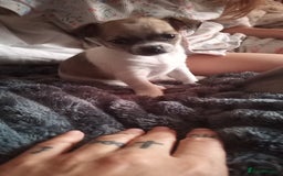 Chihuahua dogs for sale: Ready 4th november - Image 3