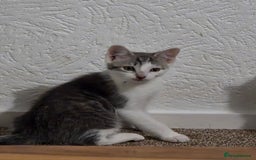 Mixed Breed cats for sale: Beautiful kittens  - Image 1