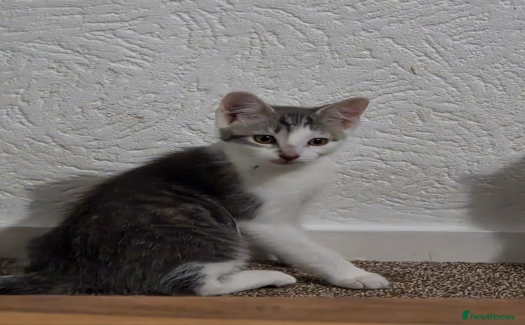 Mixed Breed cats - Advert 8