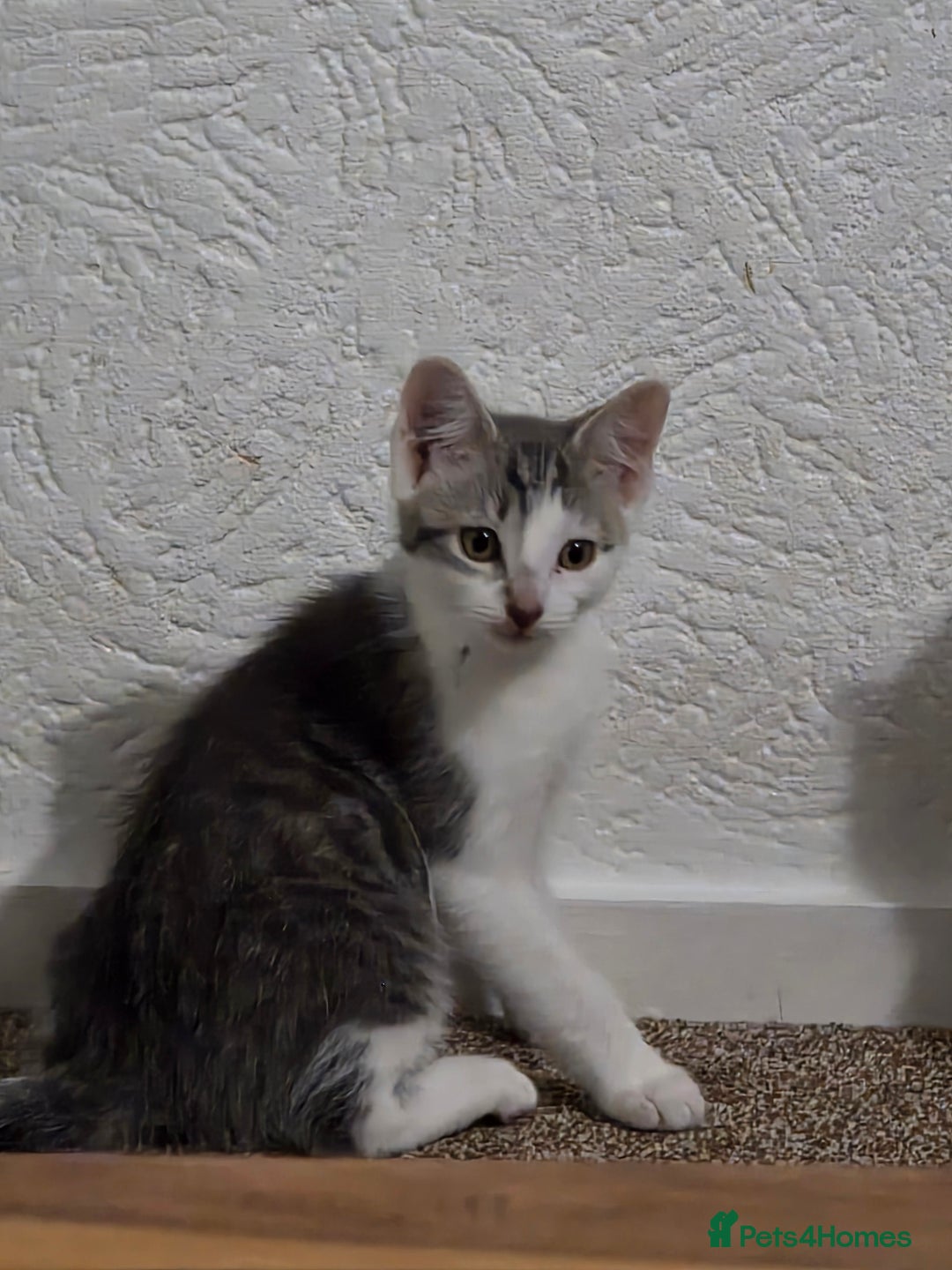 Mixed Breed cats for sale: Beautiful kittens  - Image 1