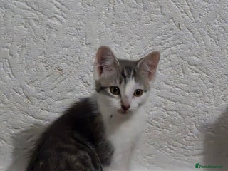 Mixed Breed cats - Advert 18