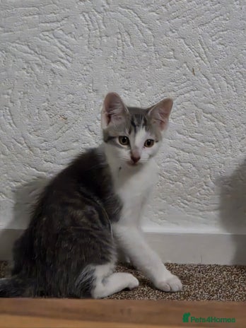 Mixed Breed cats - Advert 15