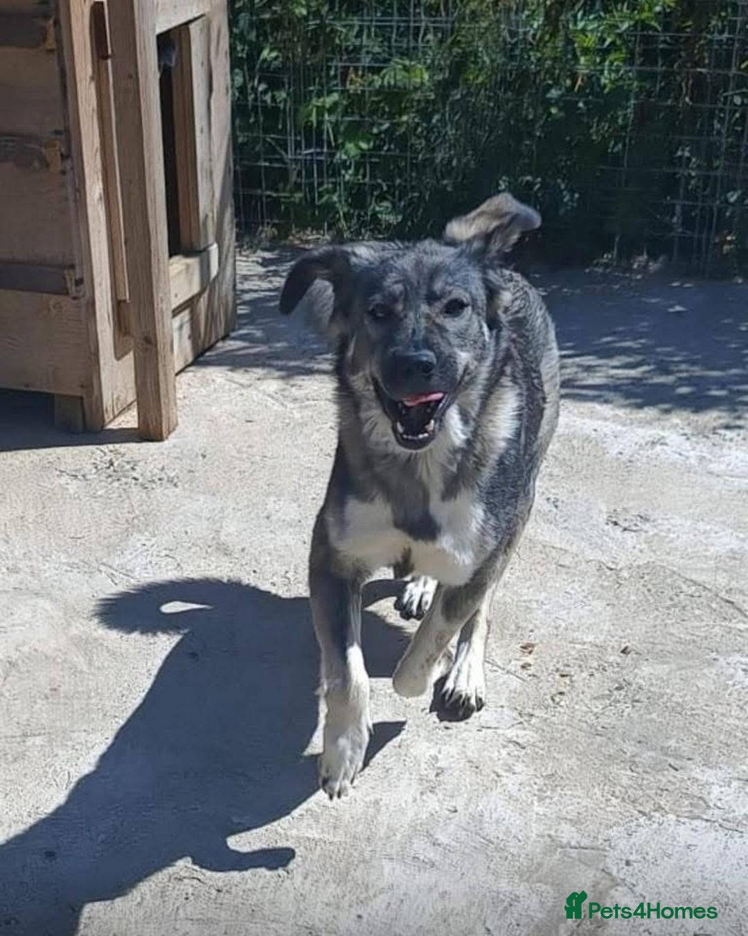 Mixed Breed dogs for adoption: Lola - Norwich Norfolk  - Advert 14