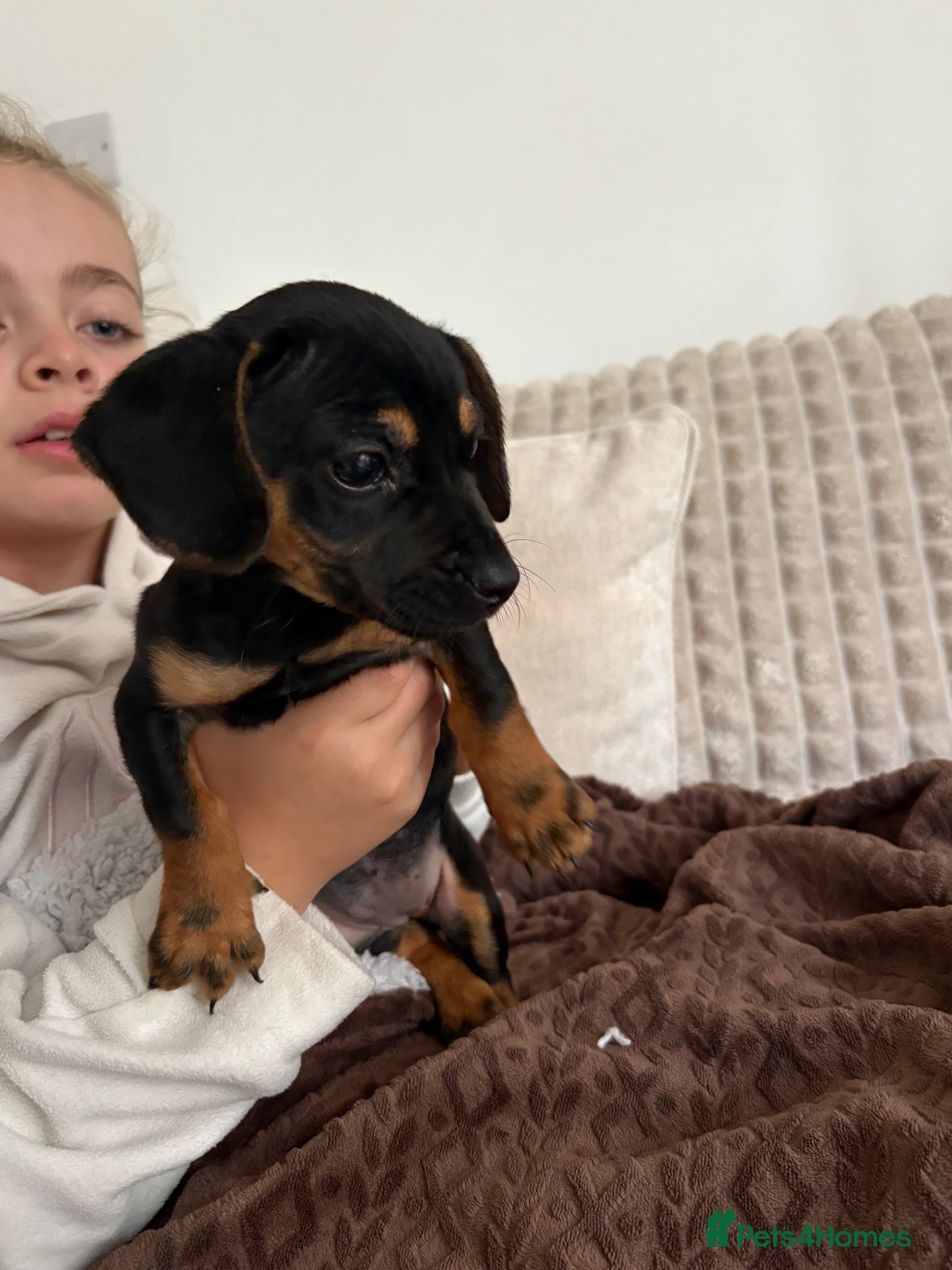 Miniature Dachshund dogs for sale: Very small miniature dachshund girl - Advert 14