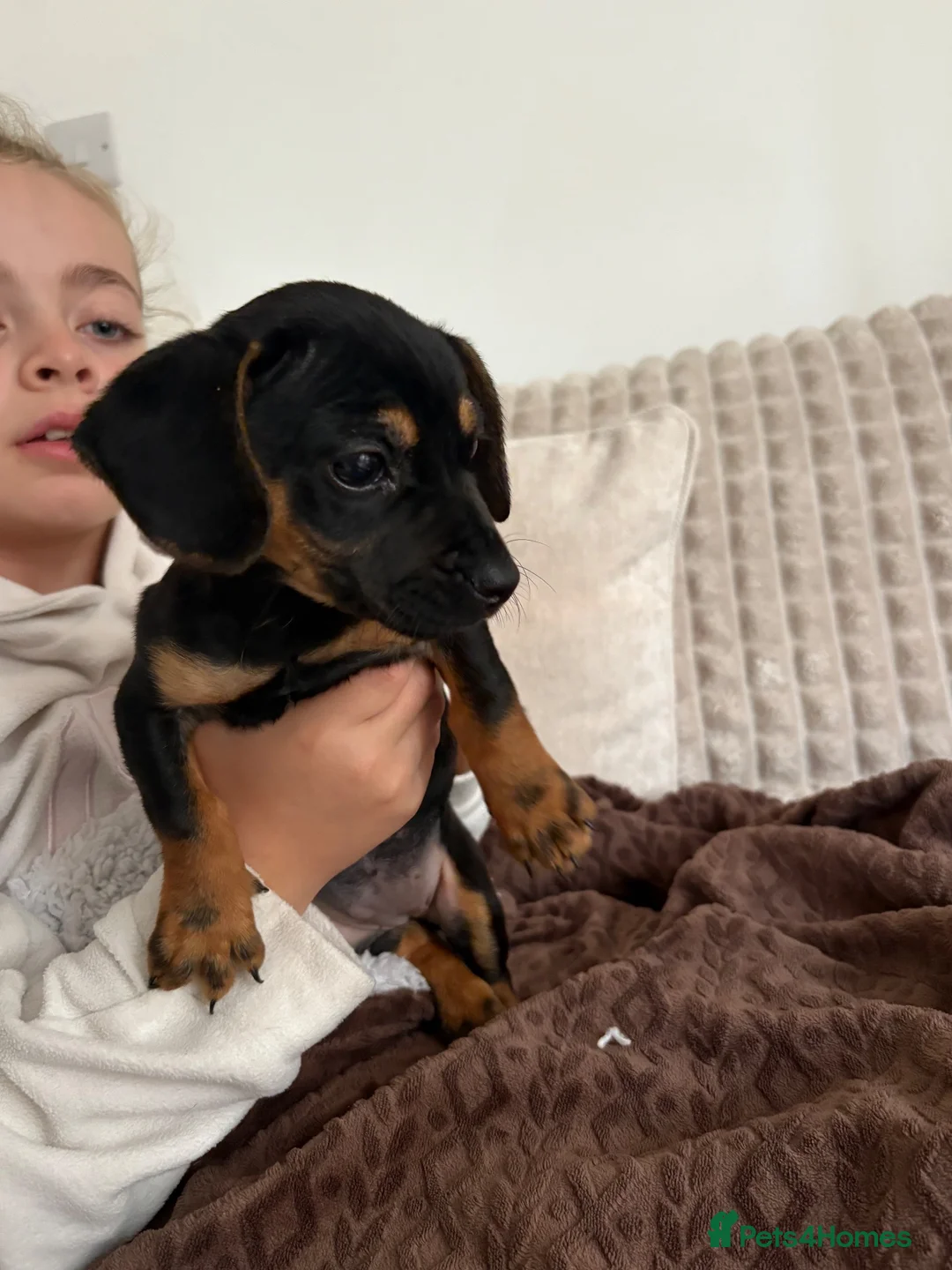 Miniature Dachshund dogs for sale: Very small miniature dachshund girl - Advert 1