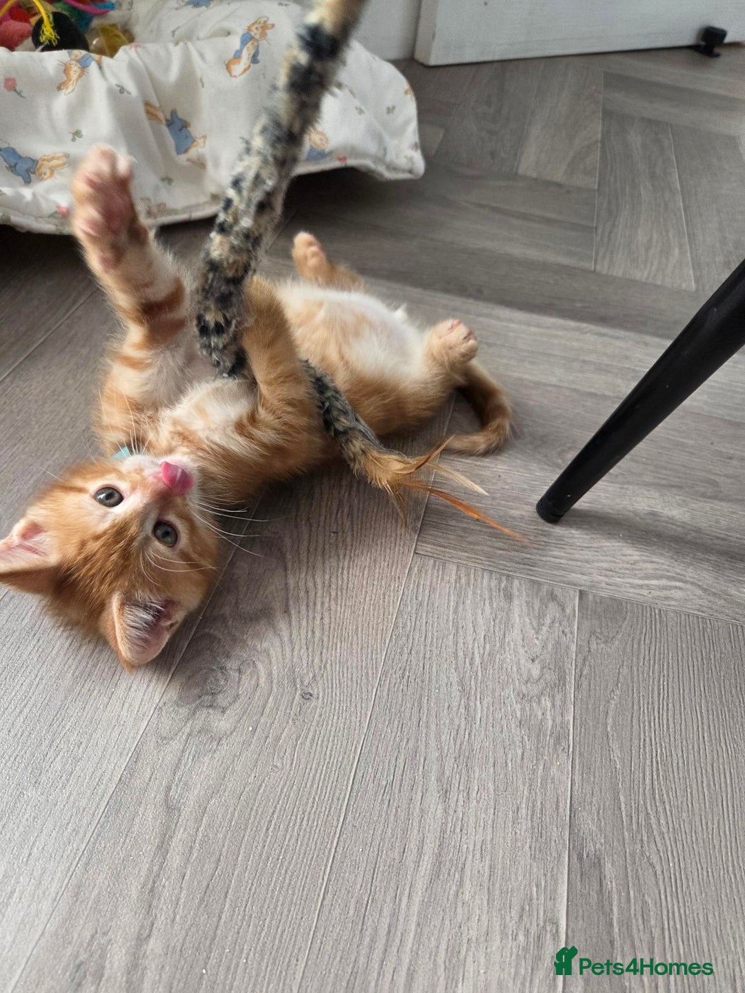 Maine Coon cats for sale: Stunning Maine Coon Kittens - Ready NOW -  - Image 8