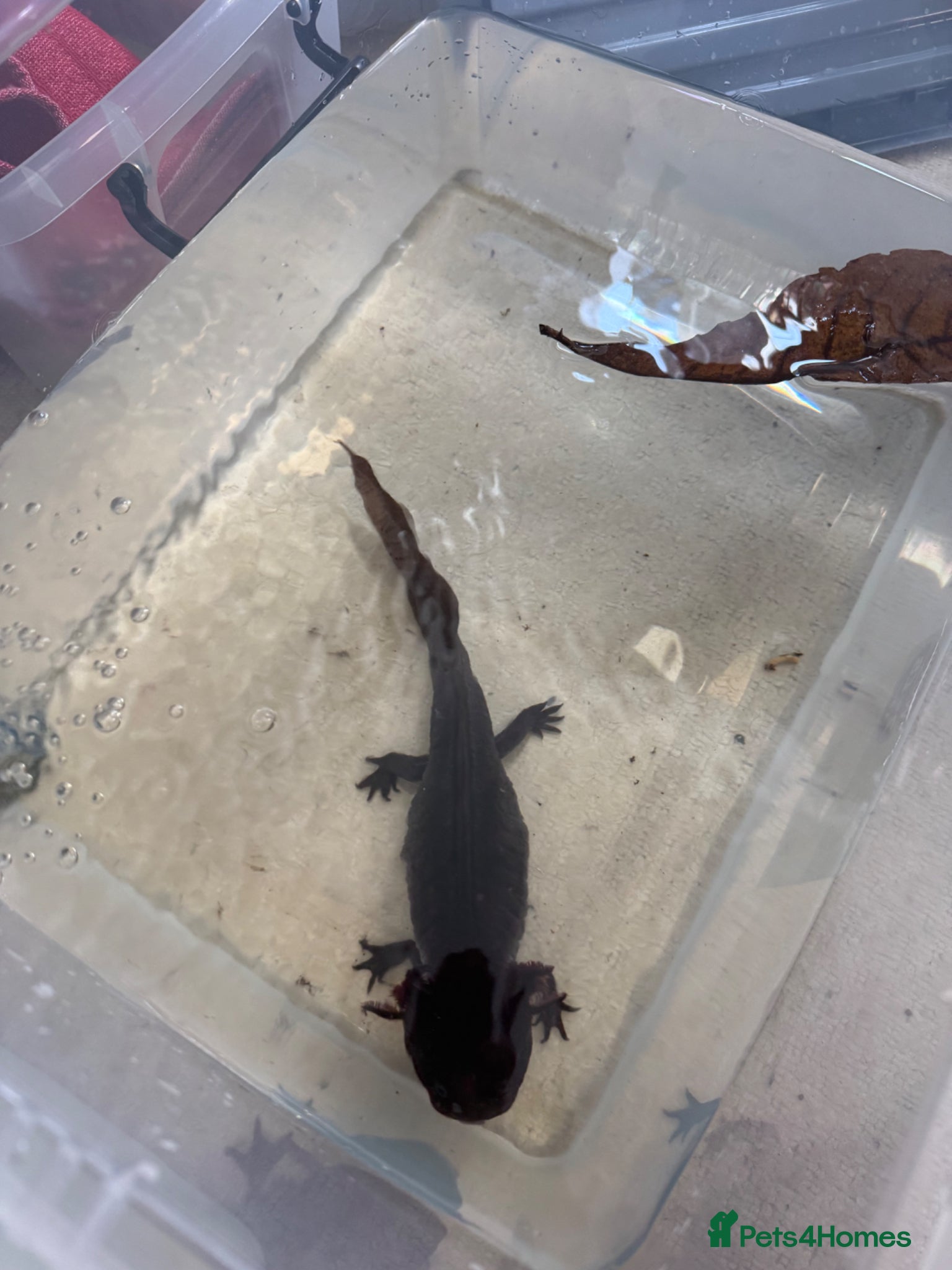 Axolotl reptiles Female Axolotl Looking For Forever Waters - Advert 1