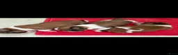 Shih Tzu dogs for sale: Beautiful litter of Shih Tzu puppies - Advert 5