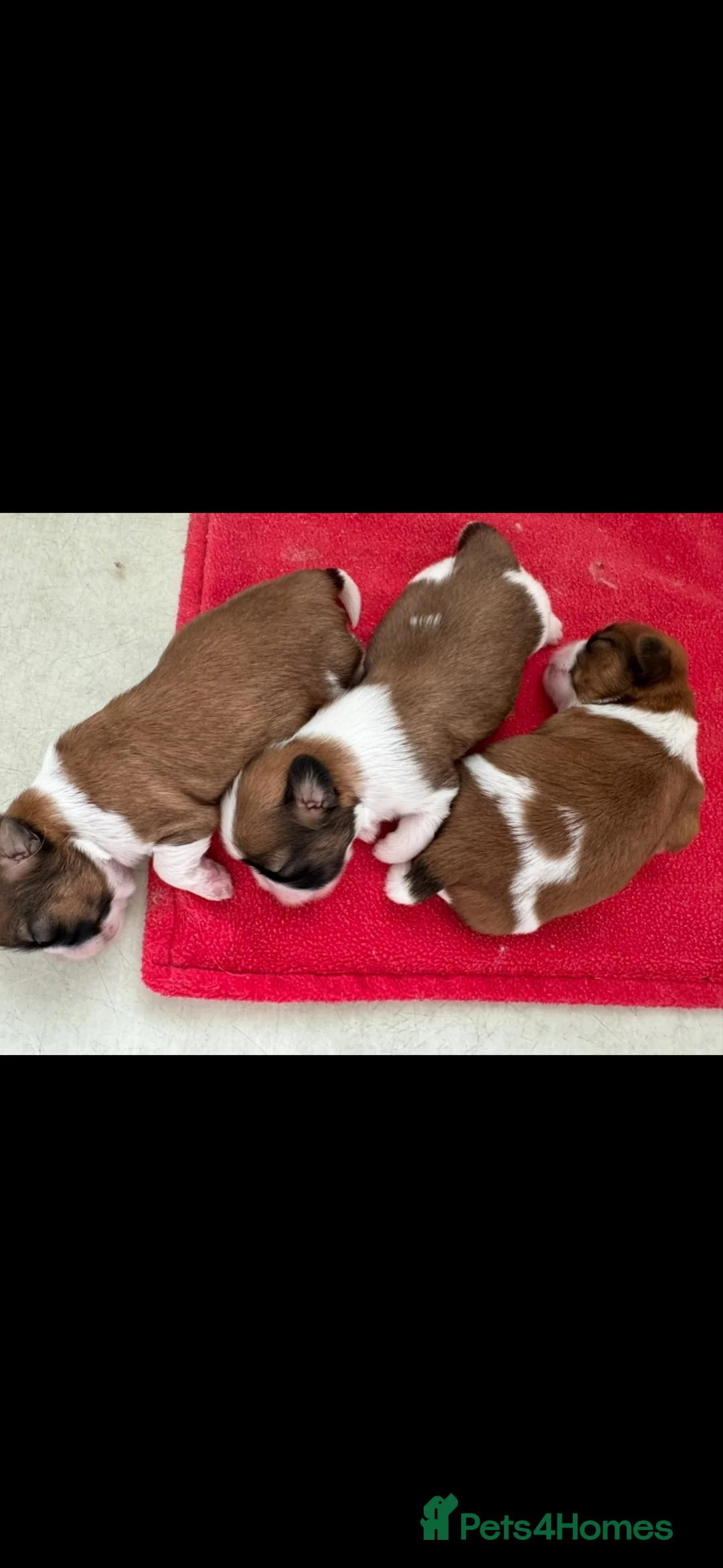 Shih Tzu dogs for sale: Beautiful litter of Shih Tzu puppies - Advert 5