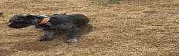 Cane Corso dogs for sale: Carma  - Advert 6