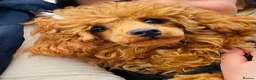 Toy Poodle dogs for stud: Toy Poodle For Stud in Felixstowe - Advert 2