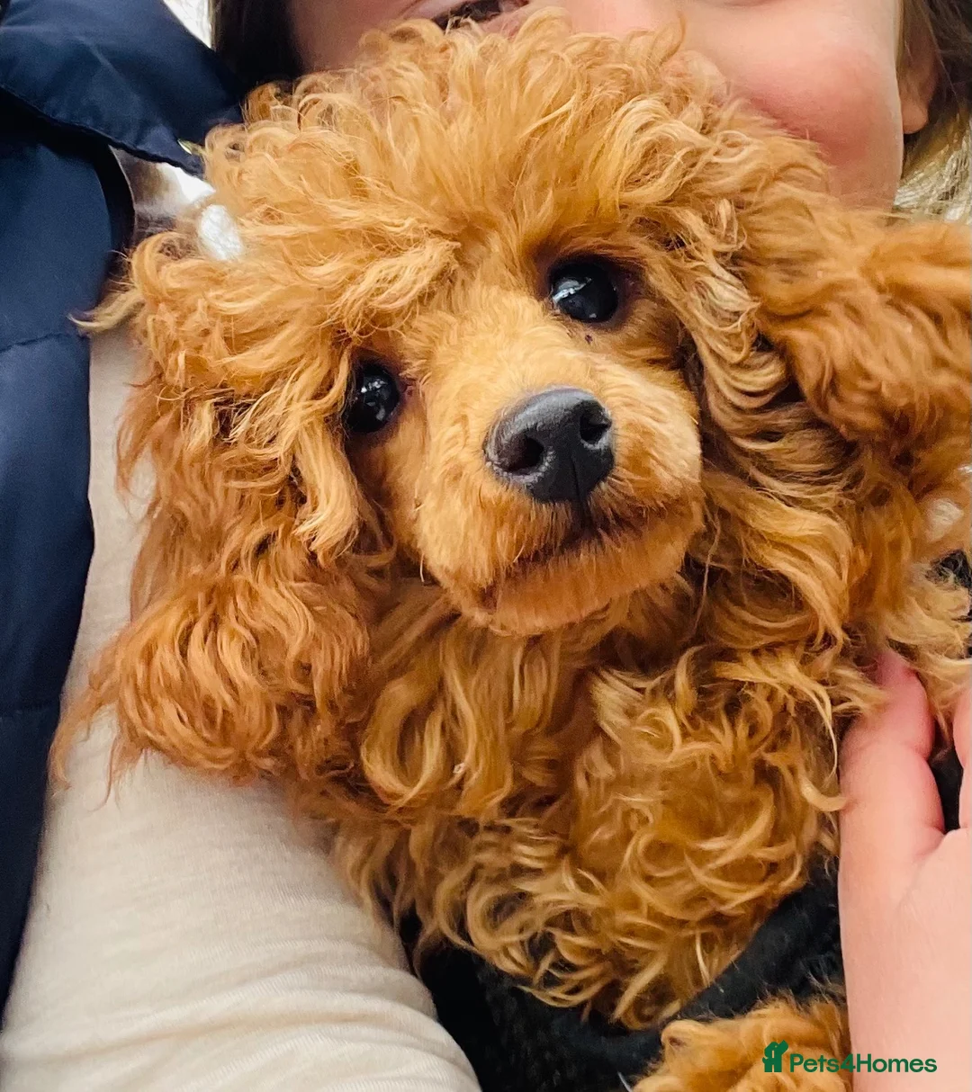 Toy Poodle dogs for stud: Toy Poodle For Stud in Felixstowe - Advert 2
