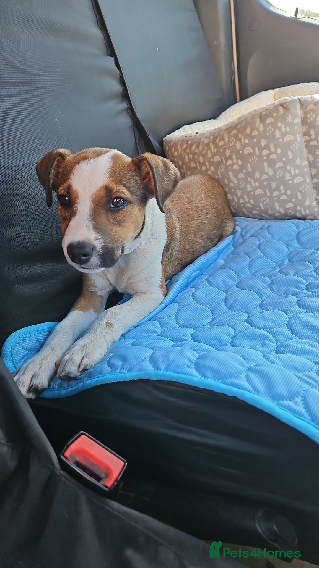 Mixed Breed dogs for sale: Lovely Rex needed a new home  - Advert 1