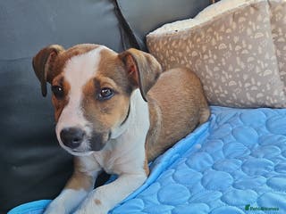 Mixed Breed dogs Lovely Rex needed a new home - Advert 2