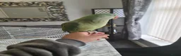 Parrots birds for sale: Hand Tame Alexandrine - Advert 4