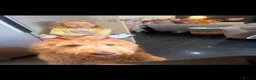 Goldendoodle dogs for sale: Gorgeous tuxedo Goldendoodle girl  - Advert 4
