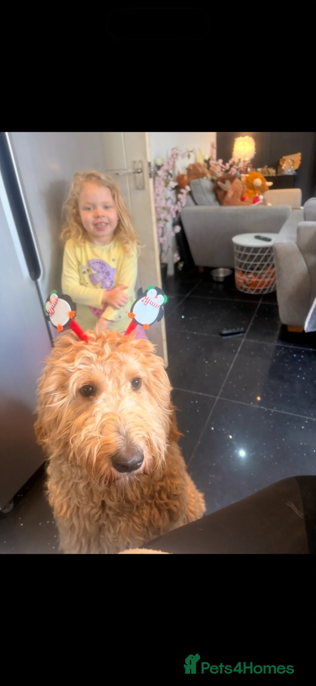 Goldendoodle dogs for sale: Gorgeous tuxedo Goldendoodle girl  - Advert 4